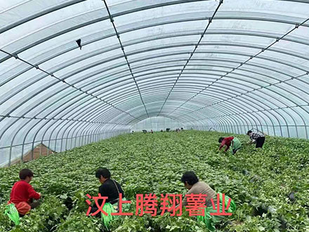 脱毒红薯苗