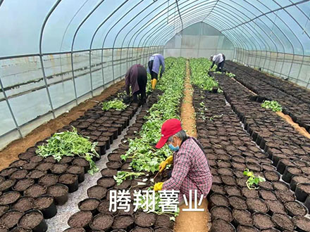 龙薯9号培育基地